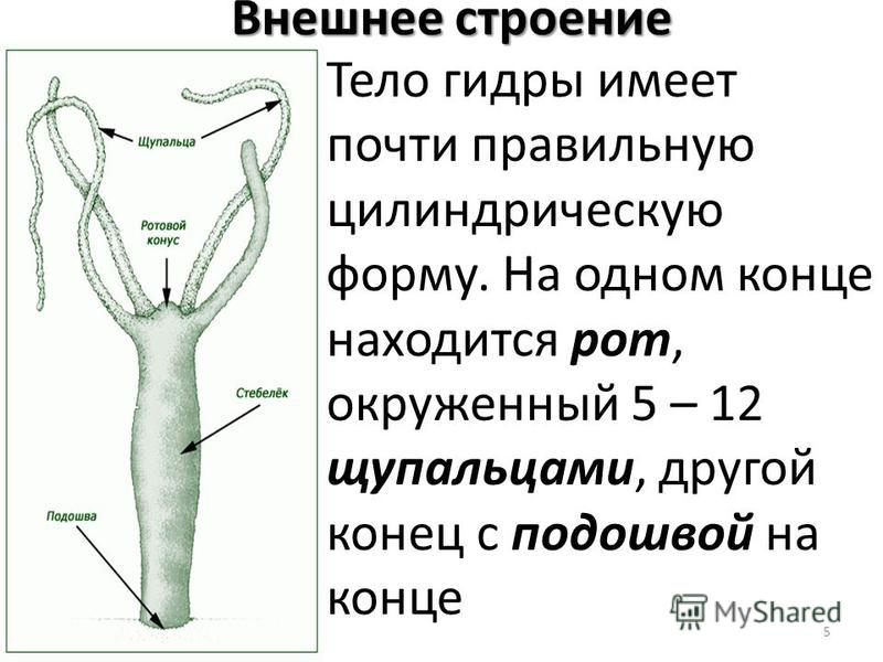 Кракен рабочая ссылка